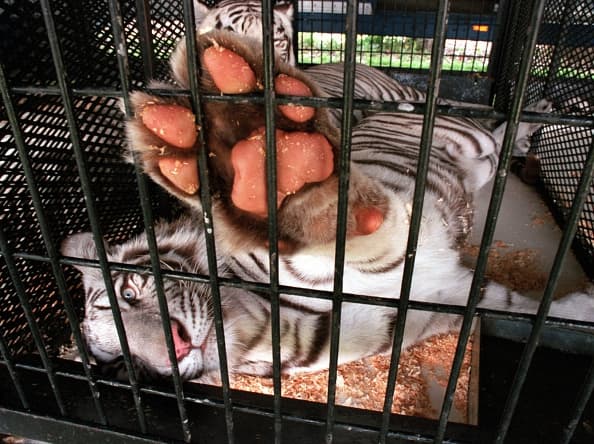 Львів’ян кличуть на Марш за права тварин