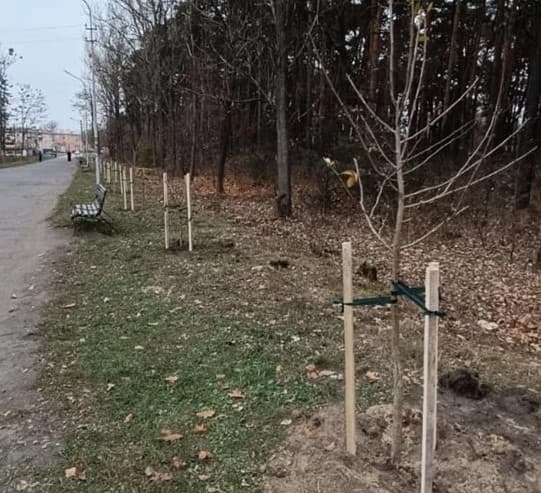 На Львівщині висадили алею магнолій в промисловому містечку