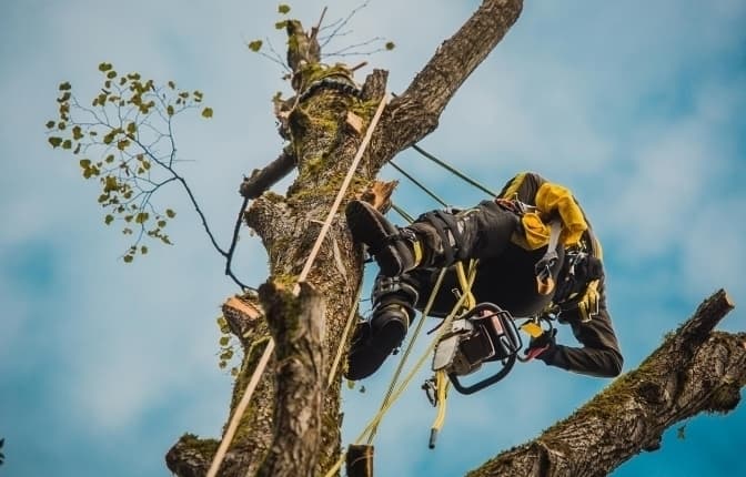 У Львові цього тижня зрізатимуть дерева: адреси