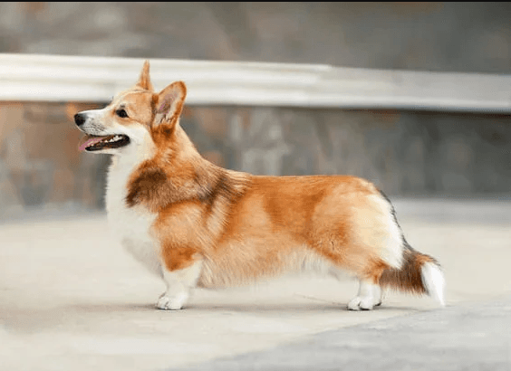 У Львові сьогодні можна провакцинувати тварин від сказу