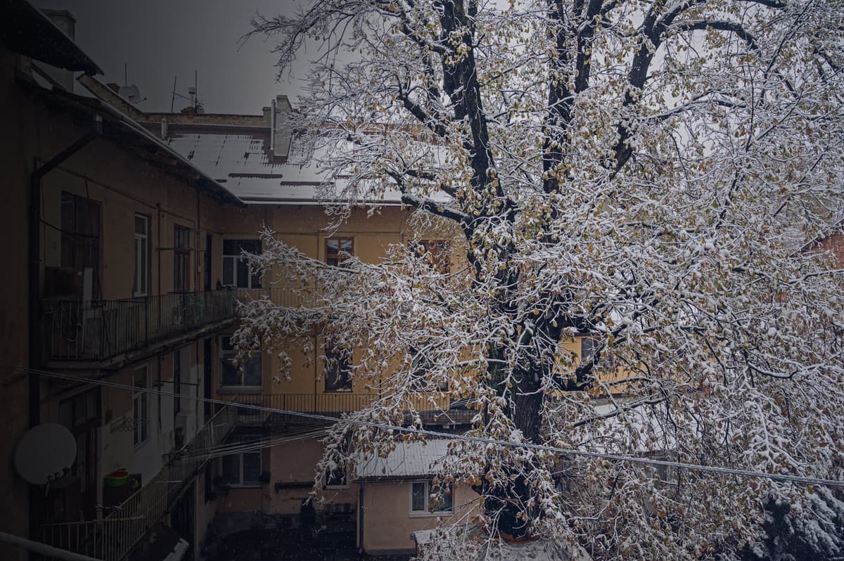 Львів втратив багато дерев, які можна було вилікувати. Розмова з арбористом