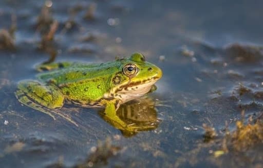 На Львівщині відкрили жаб’ячу ферму