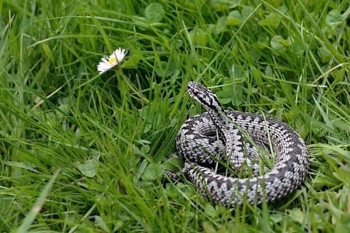 На Львівщині 19 людей постраждали від укусу змії за 2023 рік. Як уберегтися
