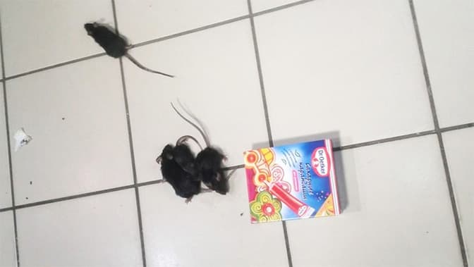 За мишей у львівському супермаркеті – 17 гривень штрафу