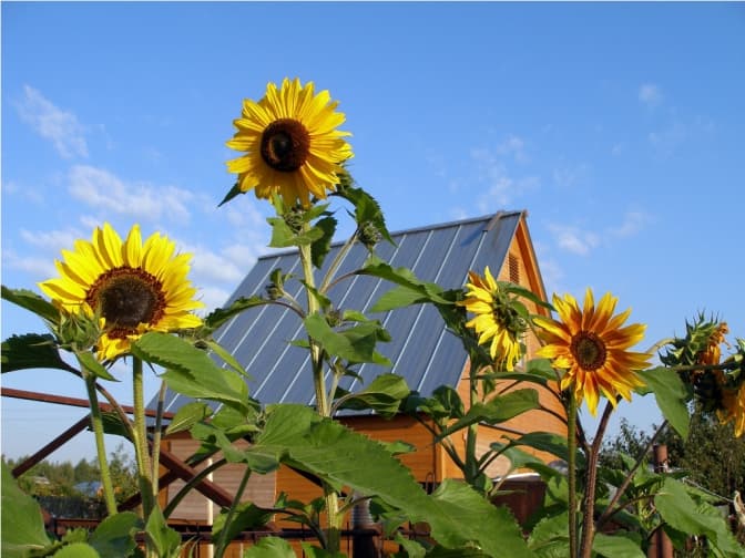 Відтепер в Україні можна прописуватись на дачах