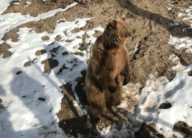Притулок «Домажир» біля Львова прийме під опіку ще 8 нових ведмедів