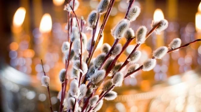 Чому існує традиція освячувати вербу