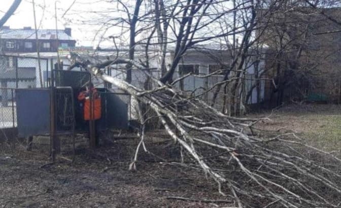 У Львові через погану погоду впало вісім дерев. Фото
