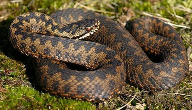 Фото: naturalist.if.ua