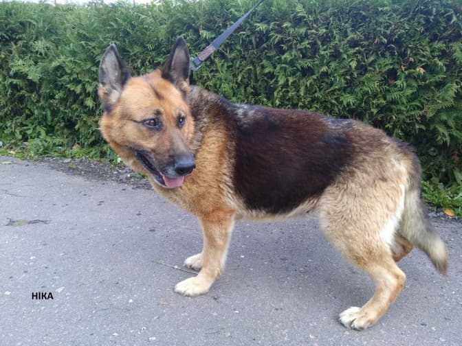 Для десяти собак-офіцерів у Львові шукають нових господарів