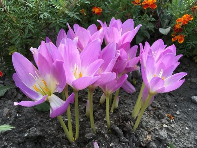 Символ осінньої краси. У дворі Золочівського замку зацвів дикий шафран