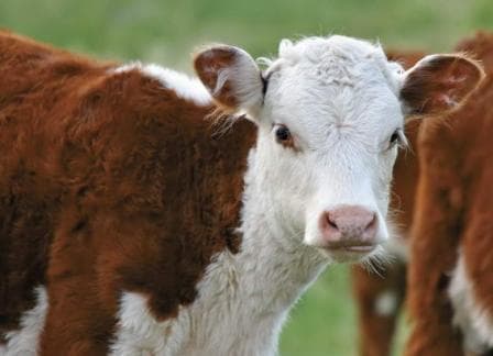 За реєстрацію худоби потрібно заплатити від 22 гривень