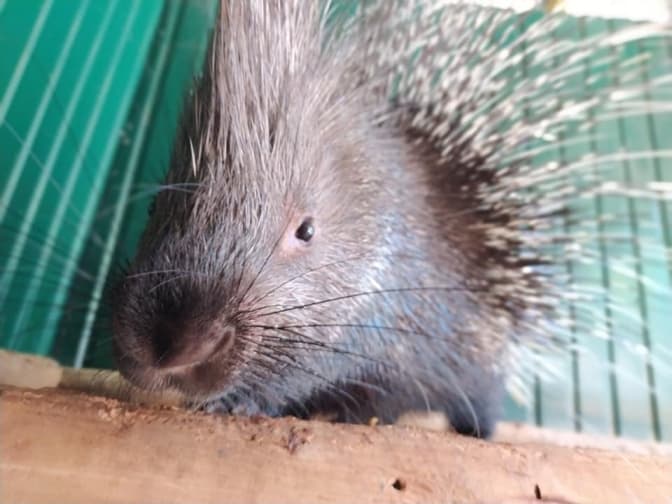 Фото: Домівка врятованих тварин