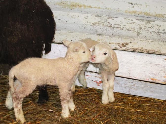 Фото дня. В Шевченківському гаю на Різдво народилися ягнята