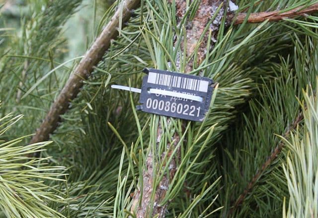 Де у Львові можна легально купити ялинку до Різдва. Інтерактивна мапа