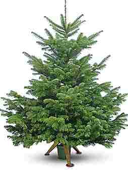 Лісгоспи Львівщини вирубали понад 10 тисяч ялинок на свята