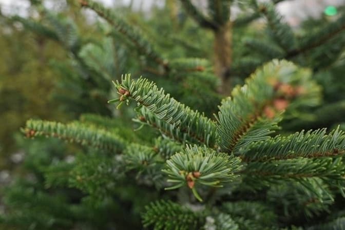 Що у Львові роблять з ялинками після переробки