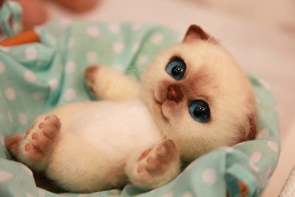 Фото: tabun.everypony.ru