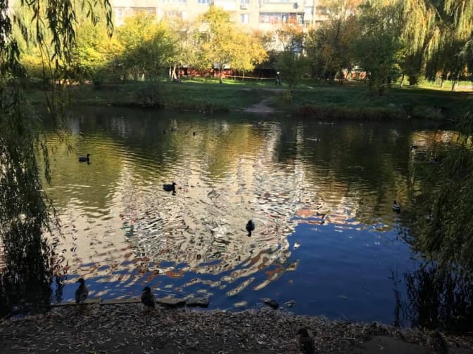 На вулиці Панча у Львові почали чистити озеро