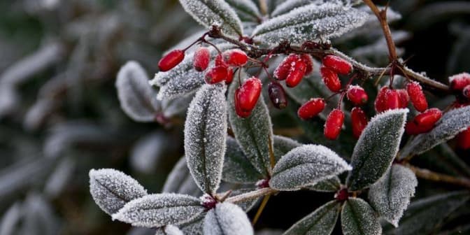 Львів’ян попереджають про заморозки
