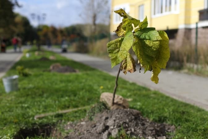 Щоб ліва рука знала, що робить права або Чому Львову потрібен головний садівник