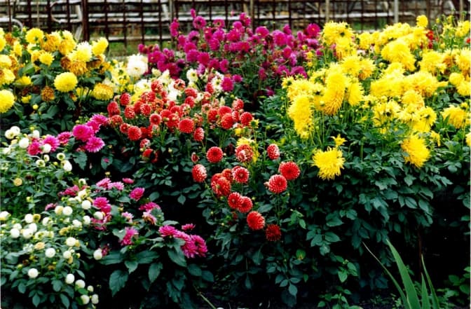 У Стрийському парку відновлять жоржинарій. Львів'ян запрошують долучитися