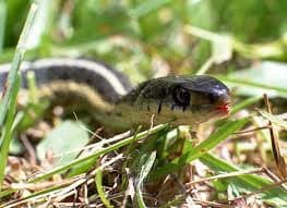 Змія з'явилися у львівських парках через залишки їжі