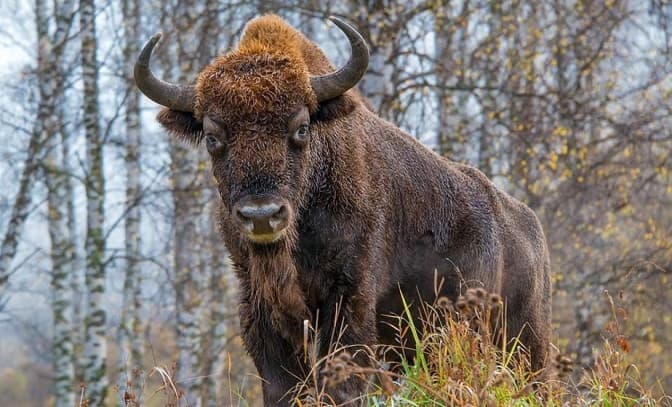 Незрячу самку зубра до переїзду доглядатимуть лісівники