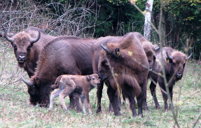 Львів’ян запрошують на прогулянку із зубрами. Деталі