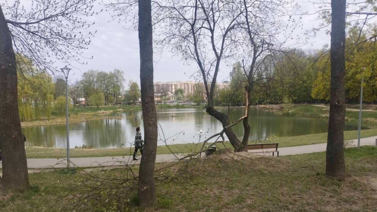 У Львові досі ліквідовують наслідки негоди: пошкоджено понад 20 дерев