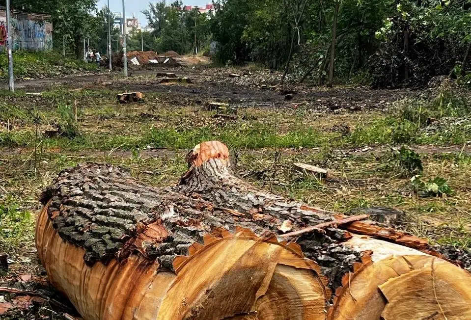 Будівництво під вулицею є неможливим: у КМДА пояснюють причину вирубки дерев у Голосіївському районі