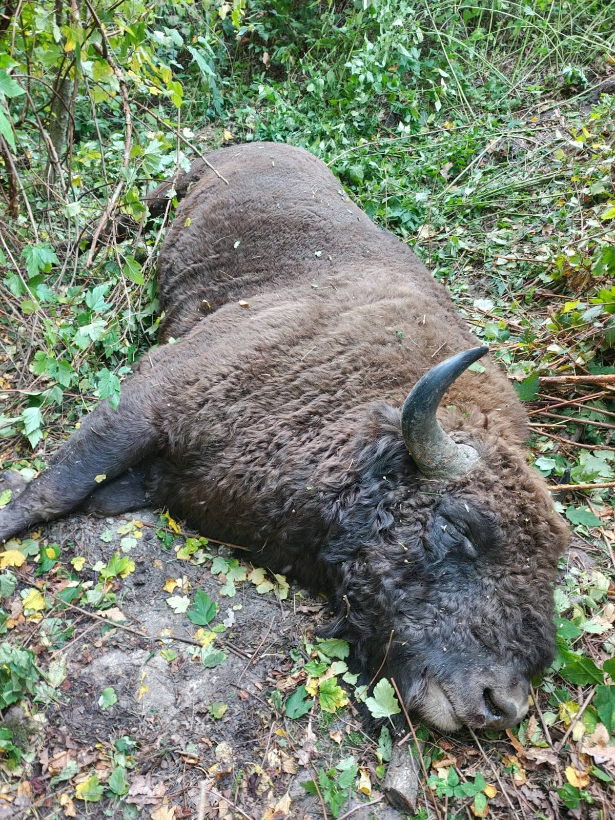 Зубр, якого збили на Львівщині / фото: Андрій Сенюк