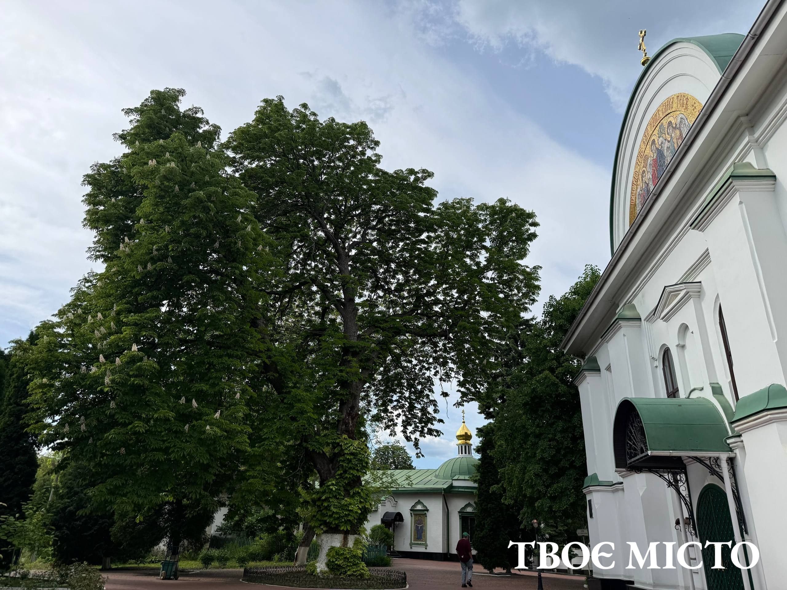 Каштан Петра Могили. Фото: Твоє місто