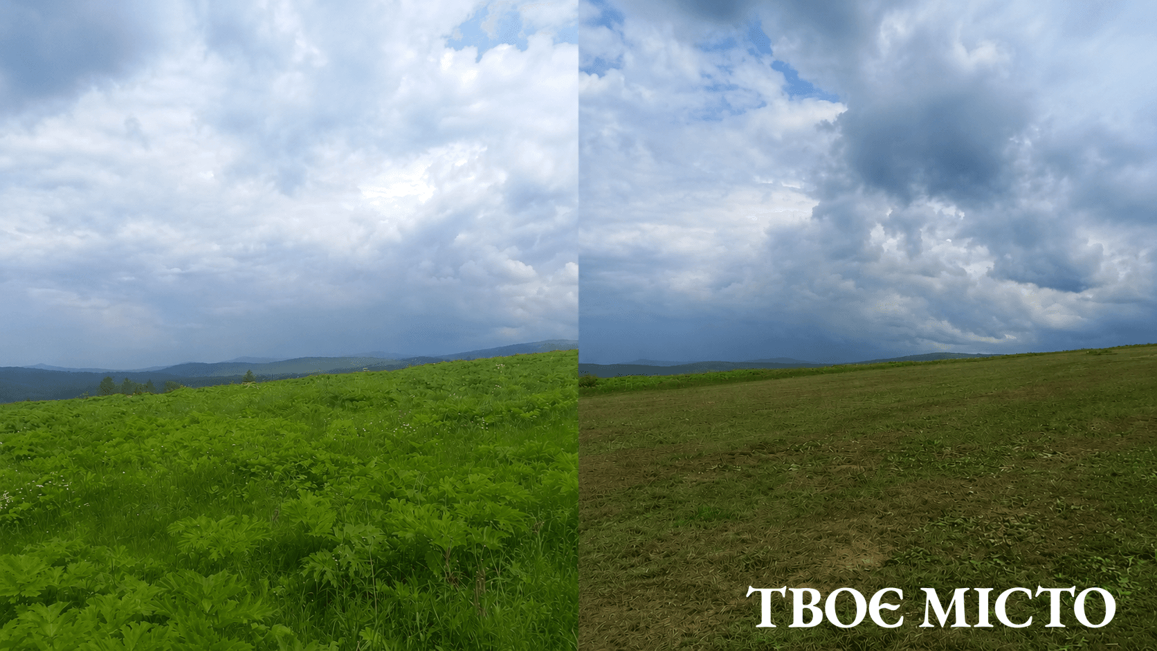 Результат косіння борщівника на Львівщині