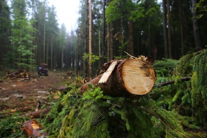 Екскерівник лісгоспу на Львівщині підозрюється у незаконній вирубці лісу на 9,6 млн грн