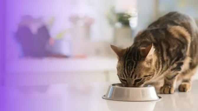 Як підібрати корм для кота і собаки. Про спеціальне харчування для тварин