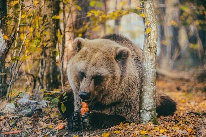 Топ-7 локацій з тваринками біля Львова