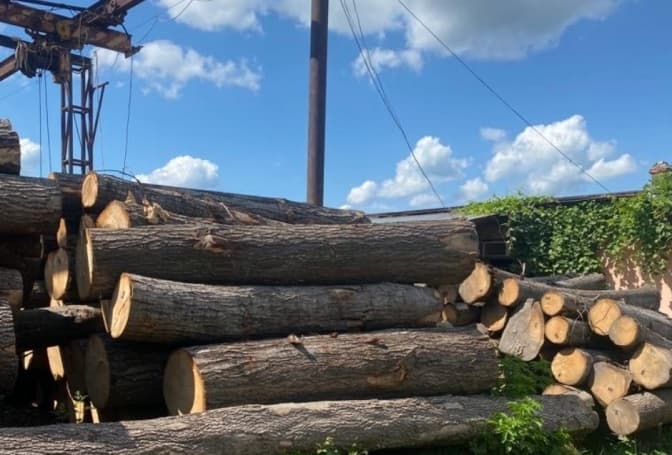 На Львівщині незаконно зрубали дерева на 2,2 мільйони грн