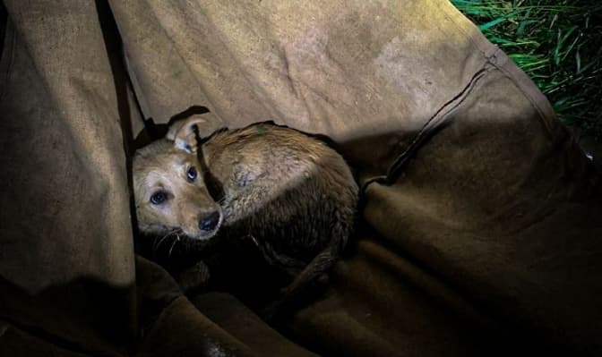 фото: дснс