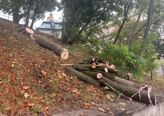 Як у Львові вирішують, чи потрібно зрізати дерево. Пояснення
