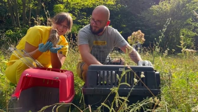 У львівській «Домівці врятованих тварин» випустили на волю понад 20 соколів
