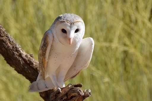 На Львівщині створюватимуть гнізда для червонокнижних сов