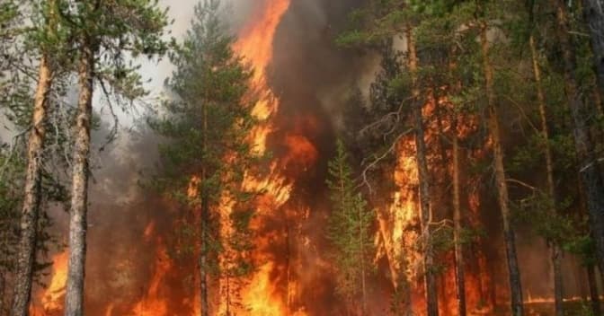 Внаслідок падіння збитого безпілотника на Львівщині горів ліс