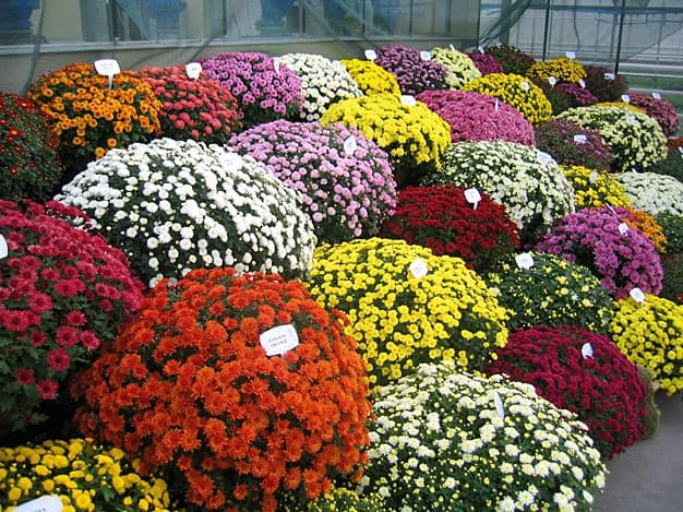 У Львові продаватимуть квіти та кущі для збору коштів на АТО