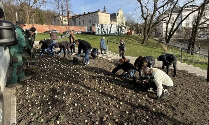 На деяких локаціях Львова вже висадили тюльпани, які передали Нідерланди