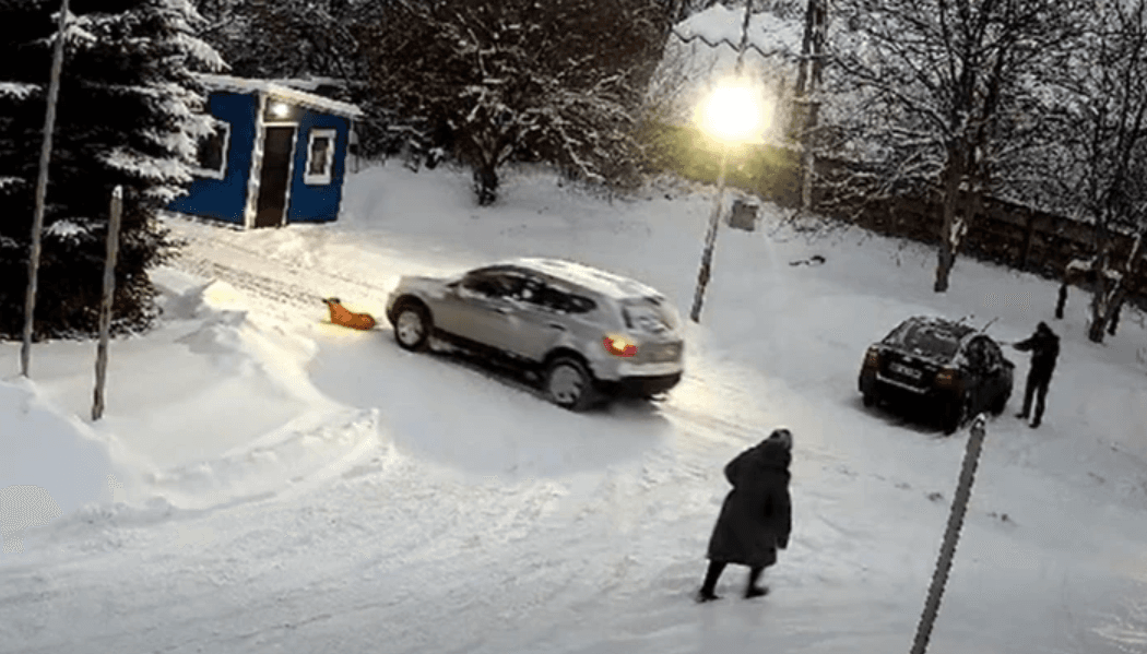 Скриншот з відео "Домівки врятованих тварин"