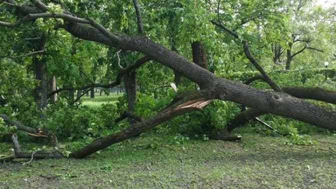 Обірвані дроти та повалені дерева. Що наробила чергова негода у Львові