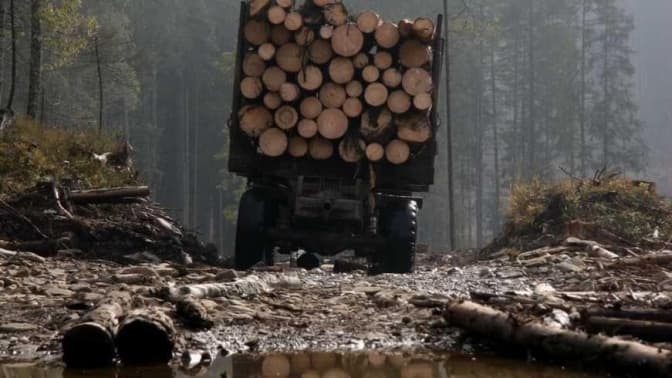 У розкраданні лісу на п’ять мільйонів грн підозрюють посадовців військового лісництва Львівщини