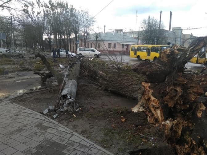 Тролейбус №12 у Львові тимчасово не курсує через падіння дерева. Доповнено