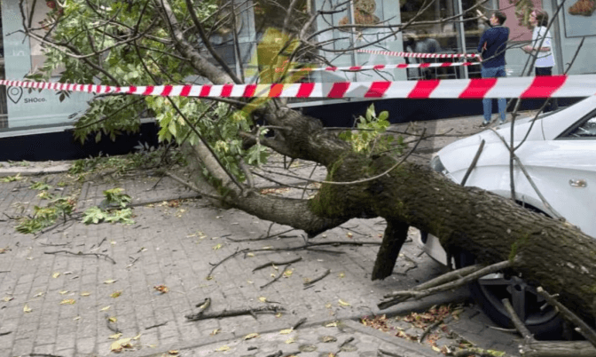 У Львові впало дерево на тротуар. Після цього на ділянці виявили ще 9 аварійних дерев